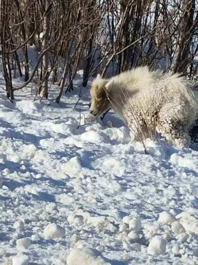 Ils voient une chèvre sur le bas-côté de la route sous une neige glaciale