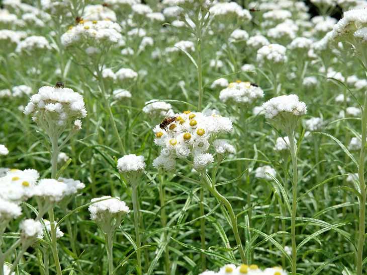 Immortelle nacrée, des fleurs vivaces qui nécessitent peu d’entretien - source : spm