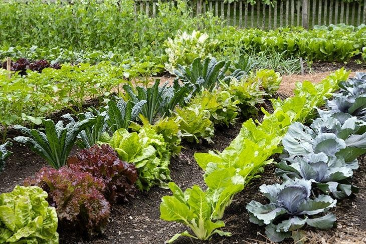 Jardin potager. source : spm