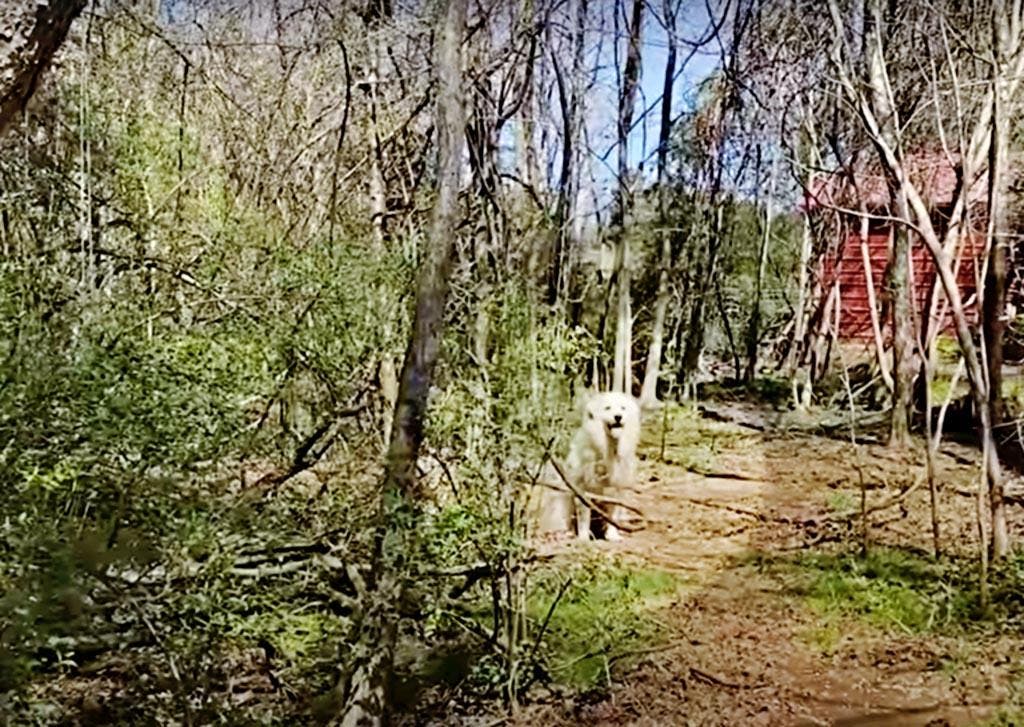 Jolene cachée dans les bois