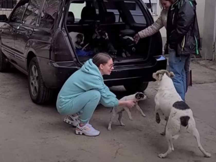 La chienne se rapproche de la voiture pour voir ses chiots