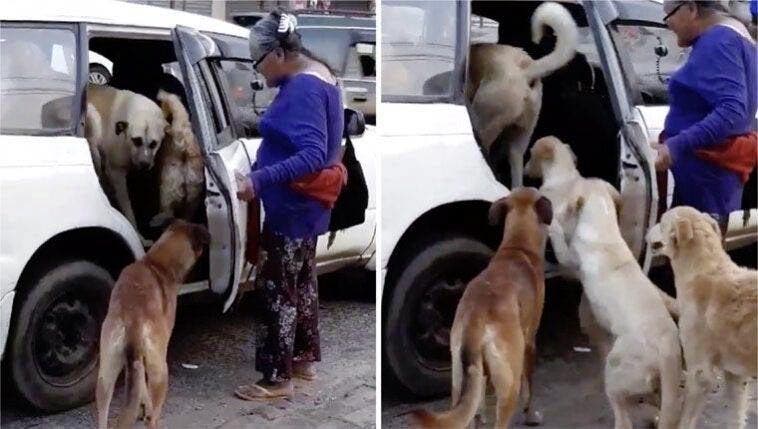 La femme avec le groupe de chiens