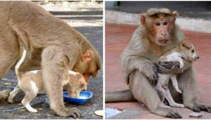 La guenon nourrit le chien