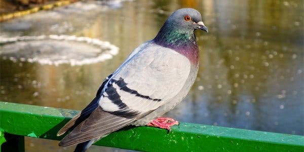 pigeon 