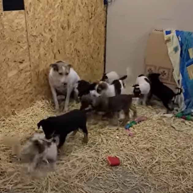 La maman chienne avec sa petite famille dans le garage