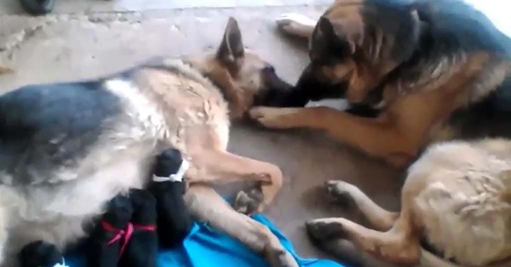 La maman chienne nourrit ses chiots