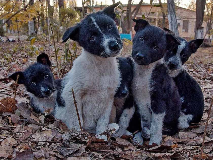 La portée de chiens abandonnés