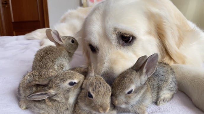 Le Golden Retriever Et Ses Adorables Petits Lapins