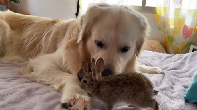 Le Golden Retriever Et Ses Adorables Petits Lapins3