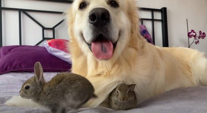 Le Golden Retriever Et Ses Adorables Petits Lapins4