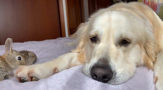 Le Golden Retriever Et Ses Adorables Petits Lapins5