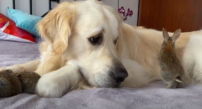 Le Golden Retriever Et Ses Adorables Petits Lapins6