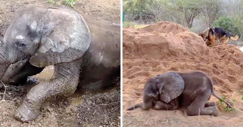 Le bébé éléphant, Ellie