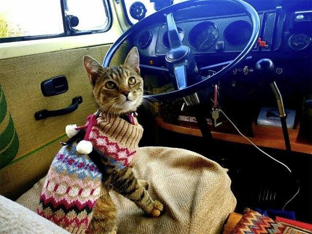 Le chat au volant