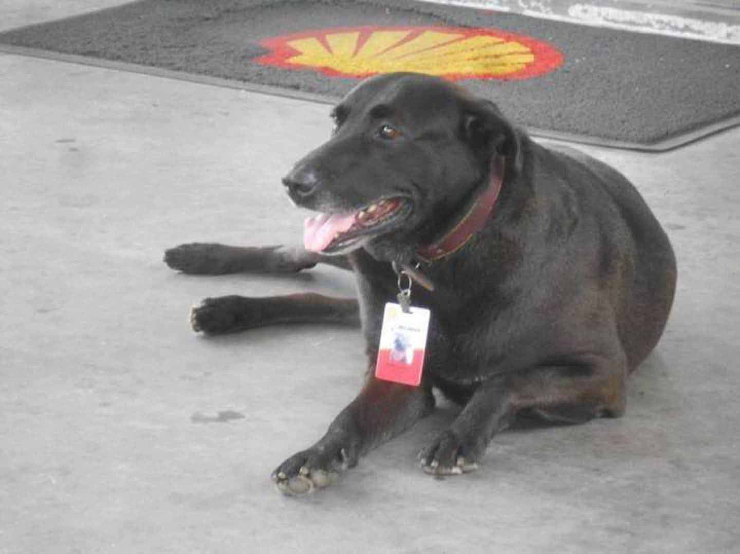 Le chien Negão assis dans la station