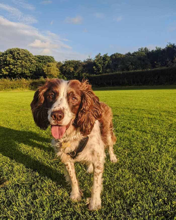 Le chien Spike dans le jardin