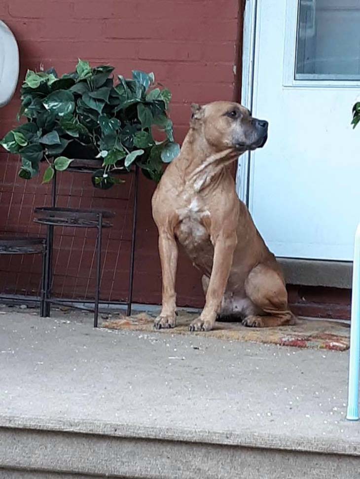 Le chien à attendu longtemps le retour de ses maîtres