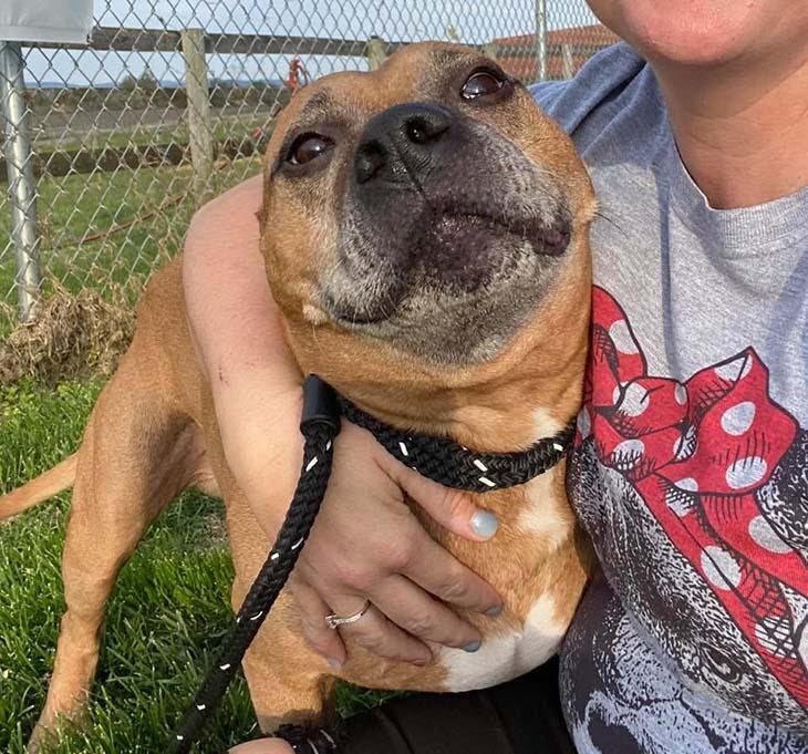 Le chien a retrouvé sa joie de vivre dans le refuge