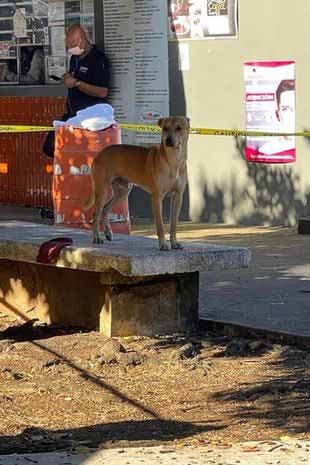 Le chien attend sur un banc