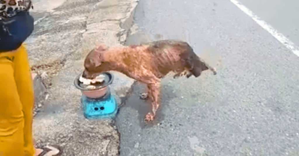 Le chien en train de manger