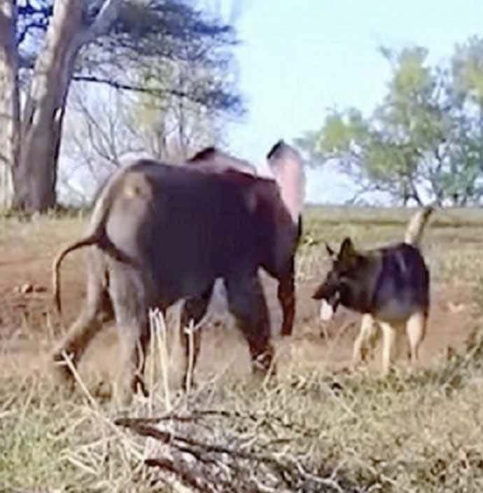 Le chien et l'éléphant qui se baladent