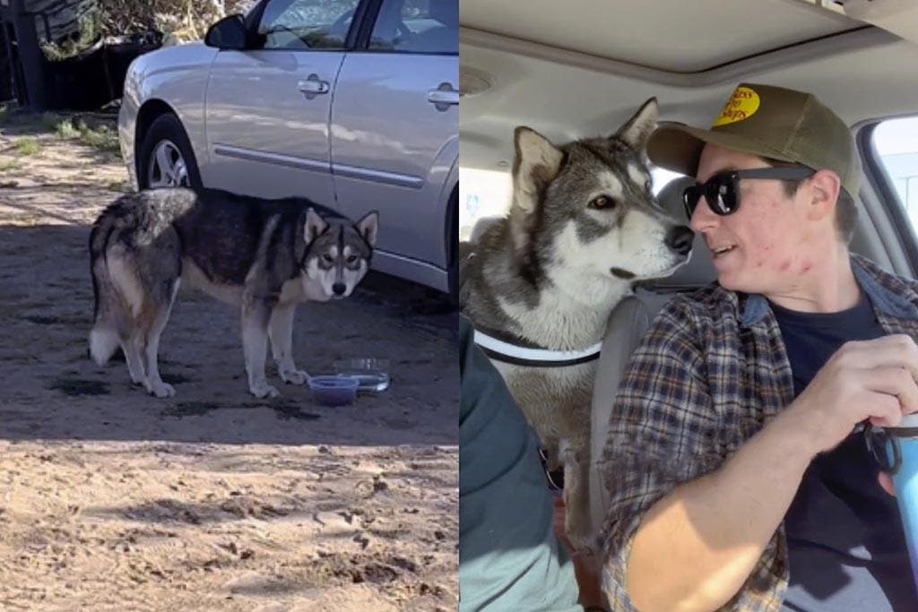 Le chien qui ressemble à un loup