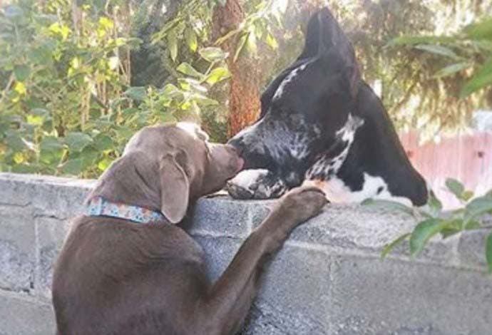 Le chien salue son voisin