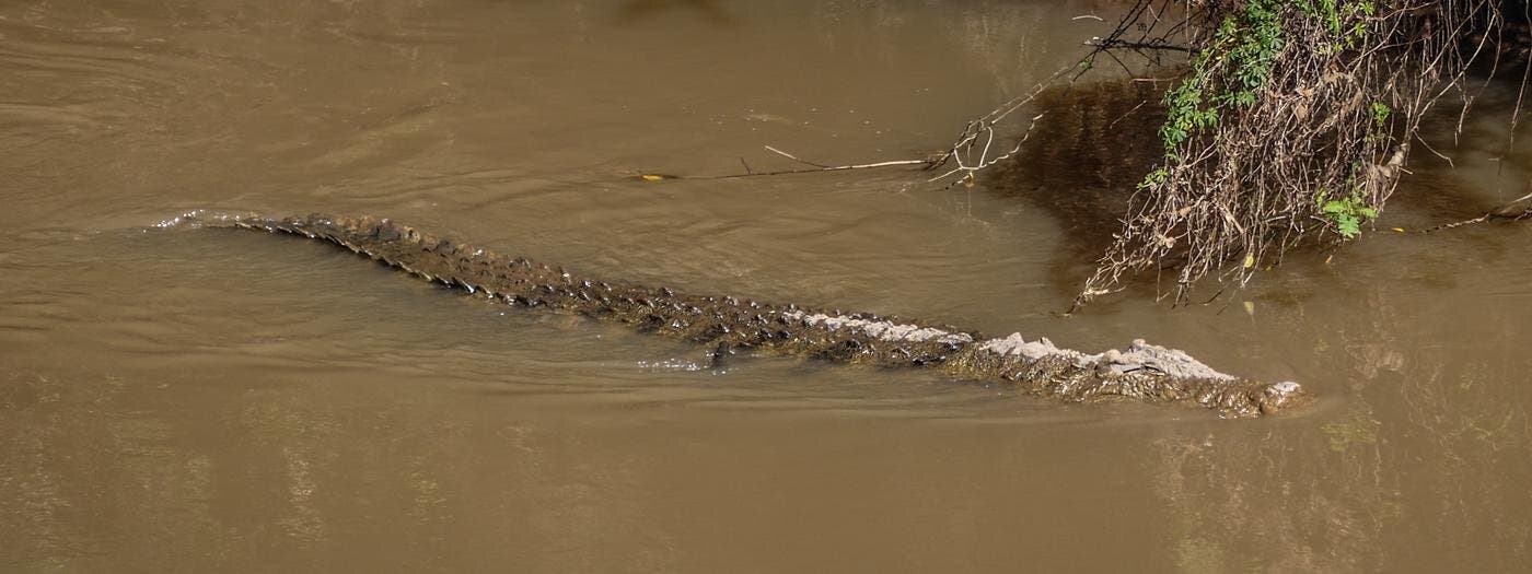 Le crocodile regagne la rivière