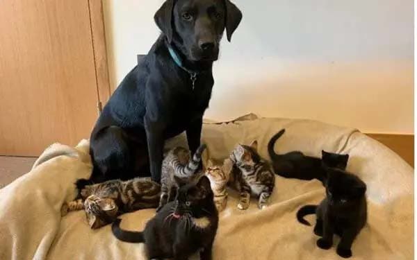 Le labrador Bertie et les chatons