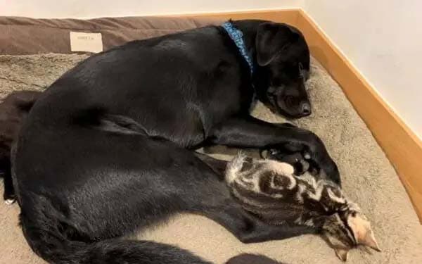 Le labrador Bertie et les chatons1