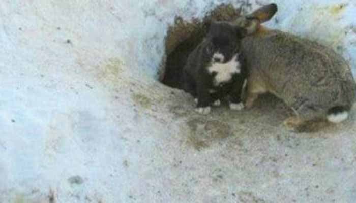 Le lapin avec les petits chiots