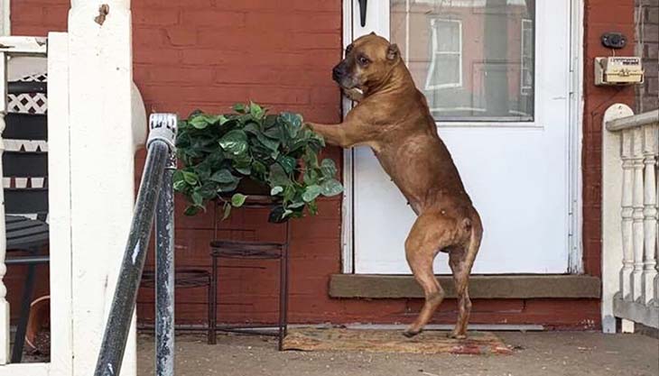 Le pauvre chien cupidon abandonné devant la porte de la maison