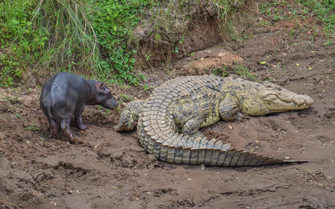 Le petit hippopotame en train d’examiner curieusement l’animal intimidant