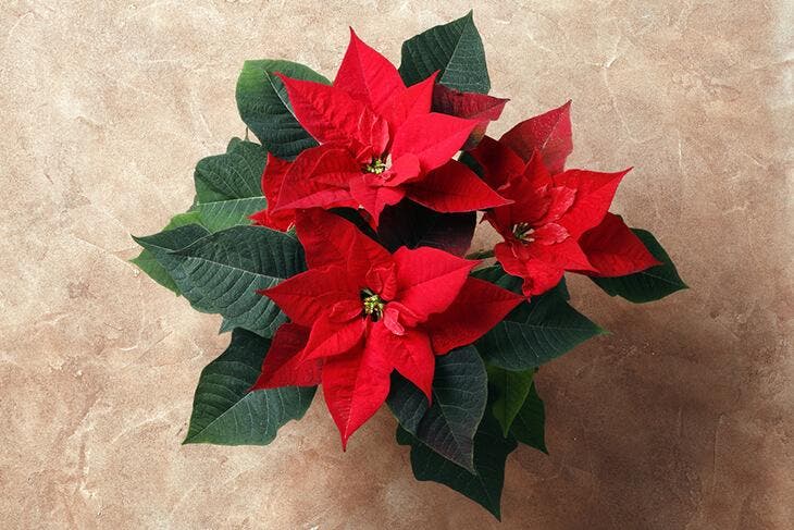 Le poinsettia 