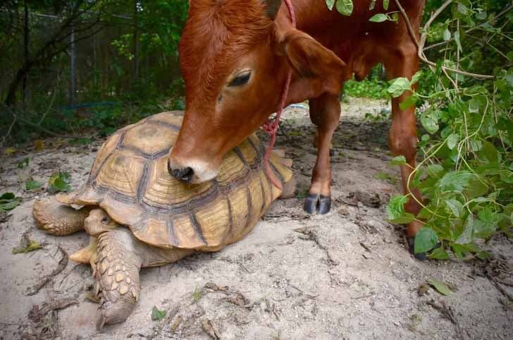 Le veau et la tortue