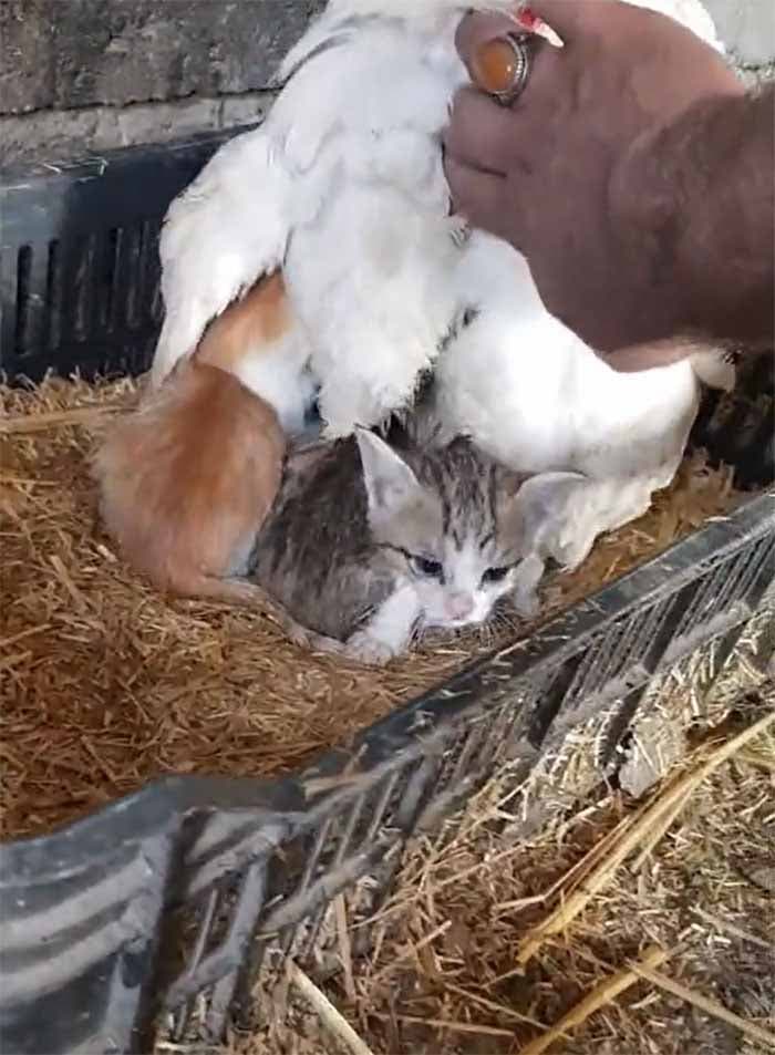 Lee la poule et les chatons