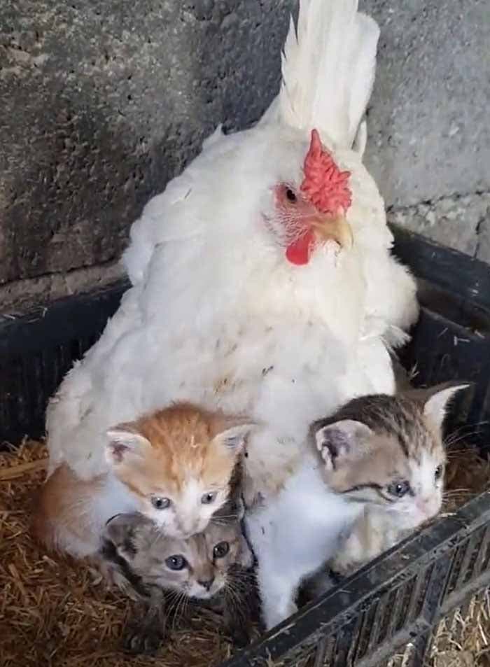 Lee la poule et les chatons