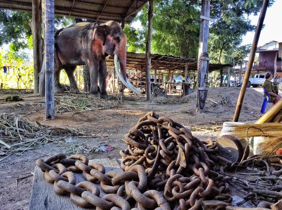 L’éléphant Thong Bai2