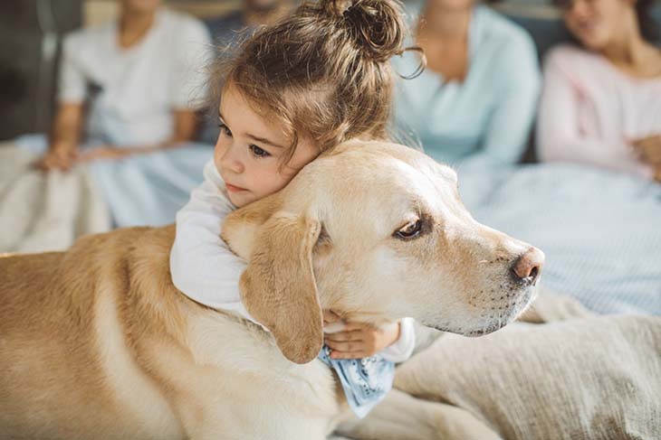 L’enfant et son labrador - source : spm