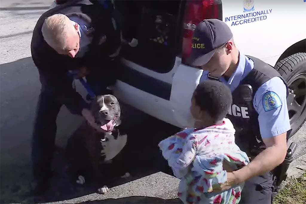 L’enfant perdu avec la police et le pitbull