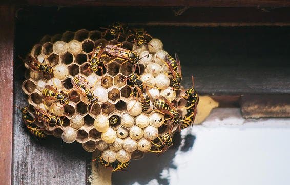 Les 10 choses les plus bizarres qui sont arrivées aux vagins en 2017