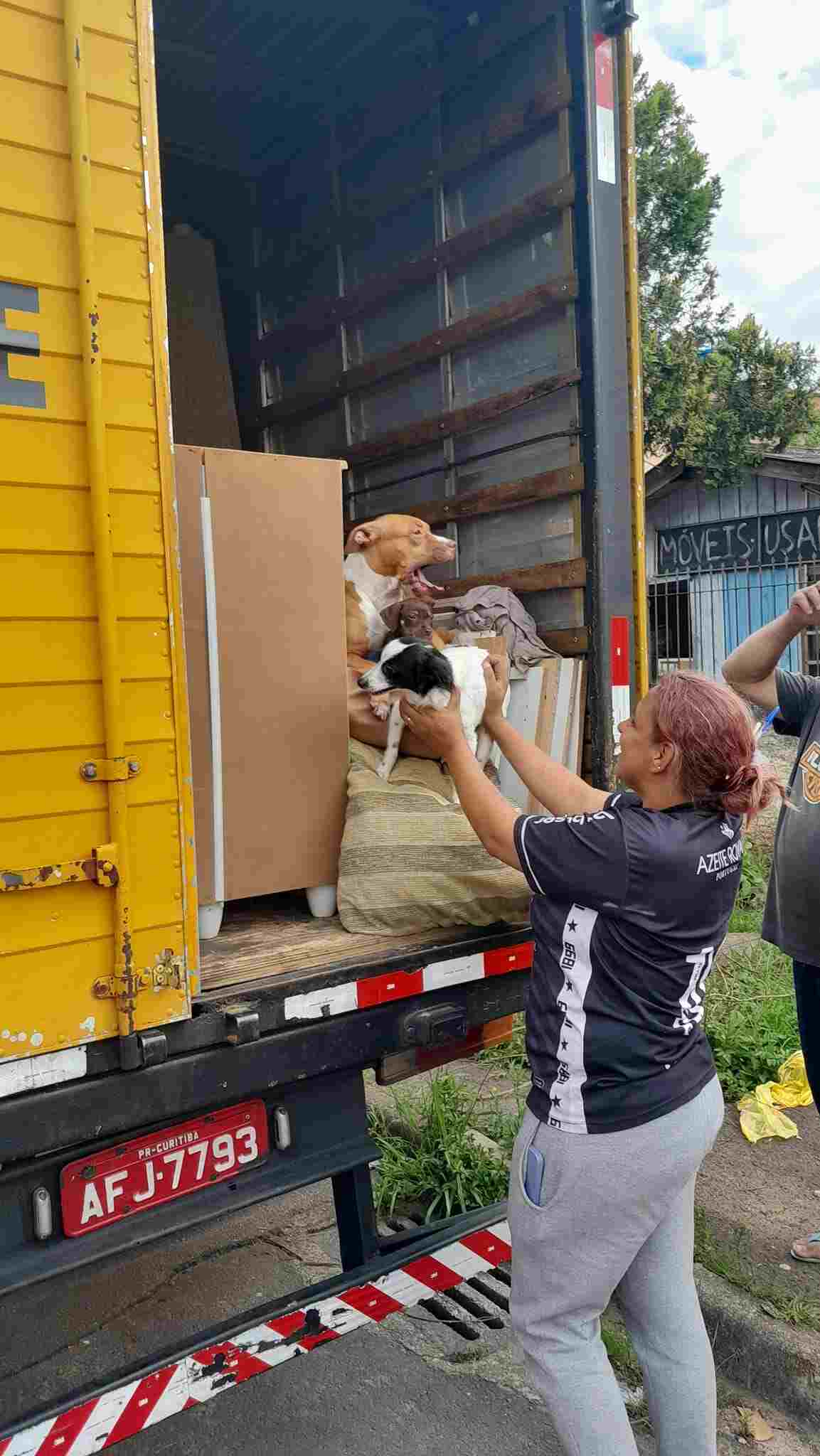 Les chiens dans le camion