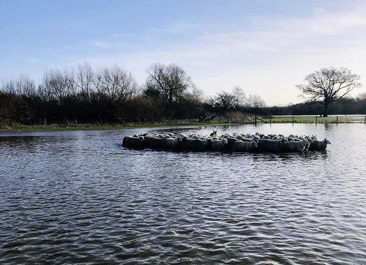 Les moutons ont commencé à grimper les uns sur les autres