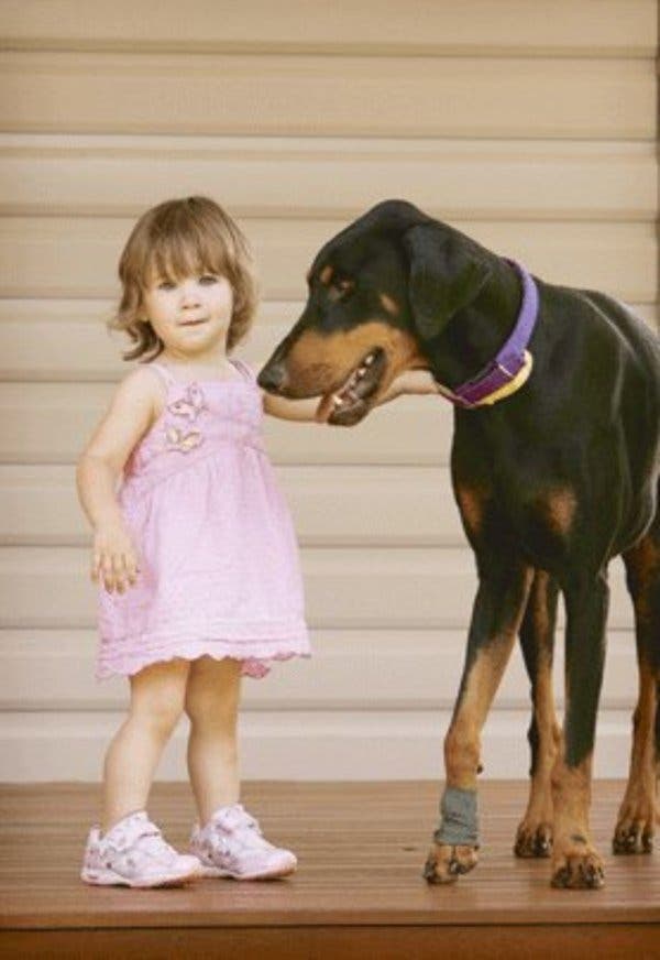 Les parents sont choqués lorsque le Doberman attaque leur petite fille