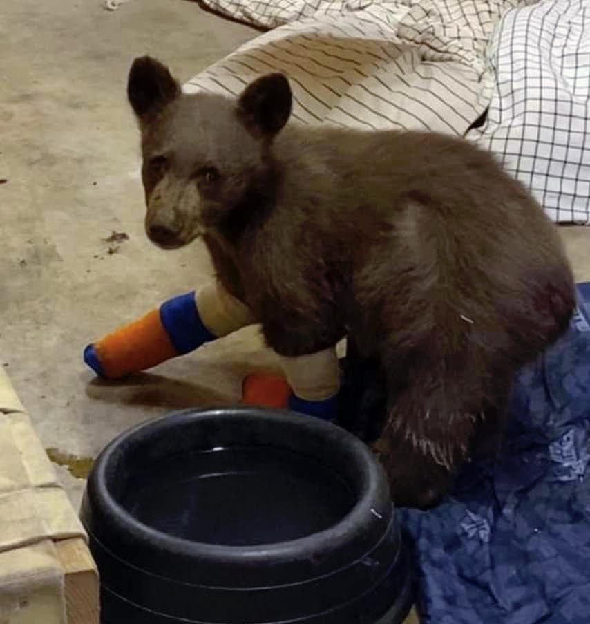 L’ourson Tamarack avec ses pattes brûlées dans l'incendie