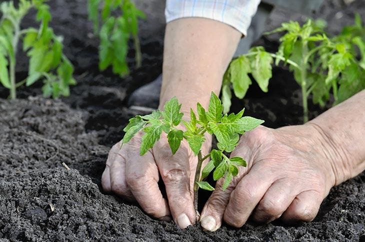 Mains de jardinier plantant des tomates