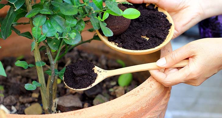 Marc de café pour les plantes