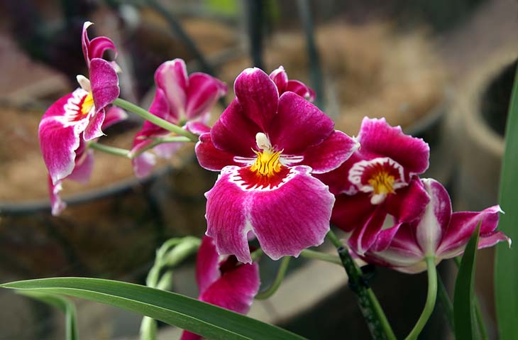 Orchidée pensée