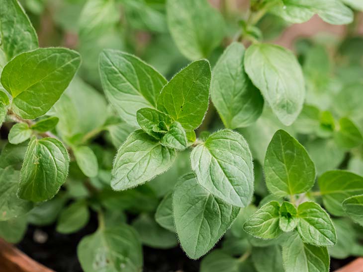 Origan, une des plantes aromatiques hôtes des papillons - source : spm