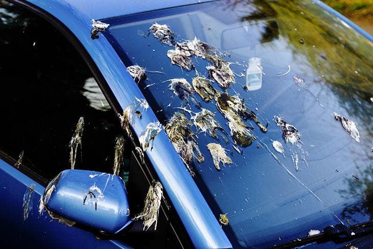 Pare-brise et carrosserie salis par les excréments d’oiseaux 